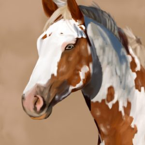 Brown and white paint horse portrait.