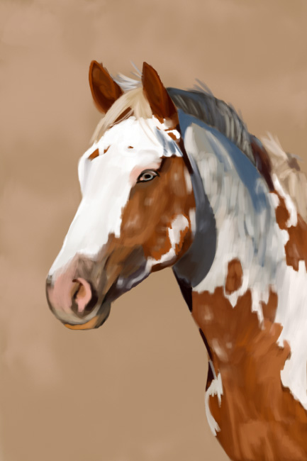 Brown and white paint horse portrait.
