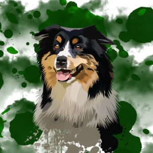 Tricolor Australian Shepherd dog portrait on a green splatter background.
