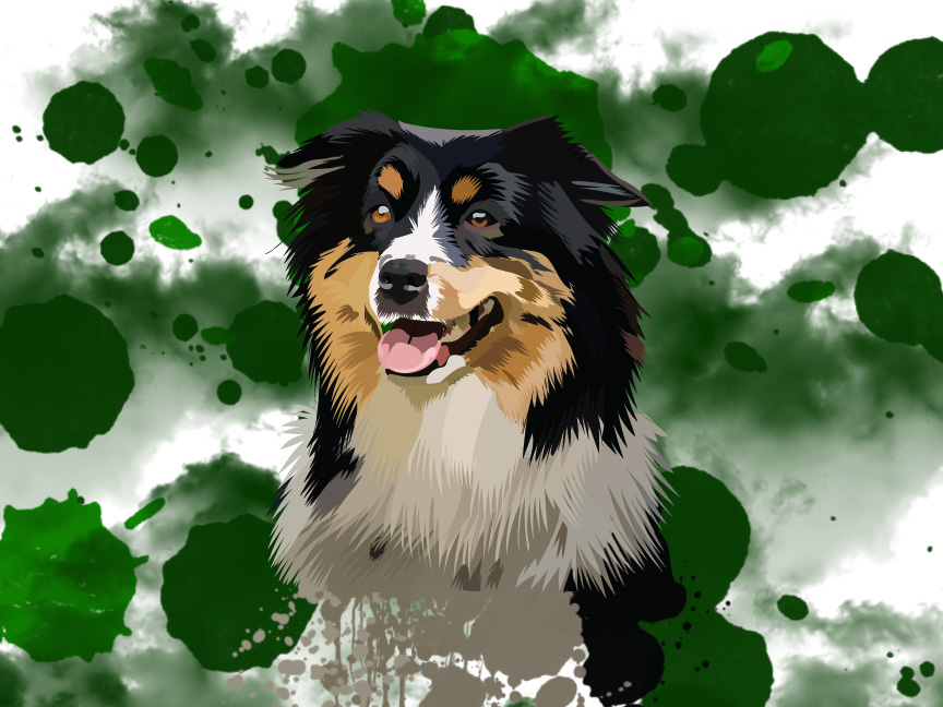 Tricolor Australian Shepherd dog portrait on a green splatter background.