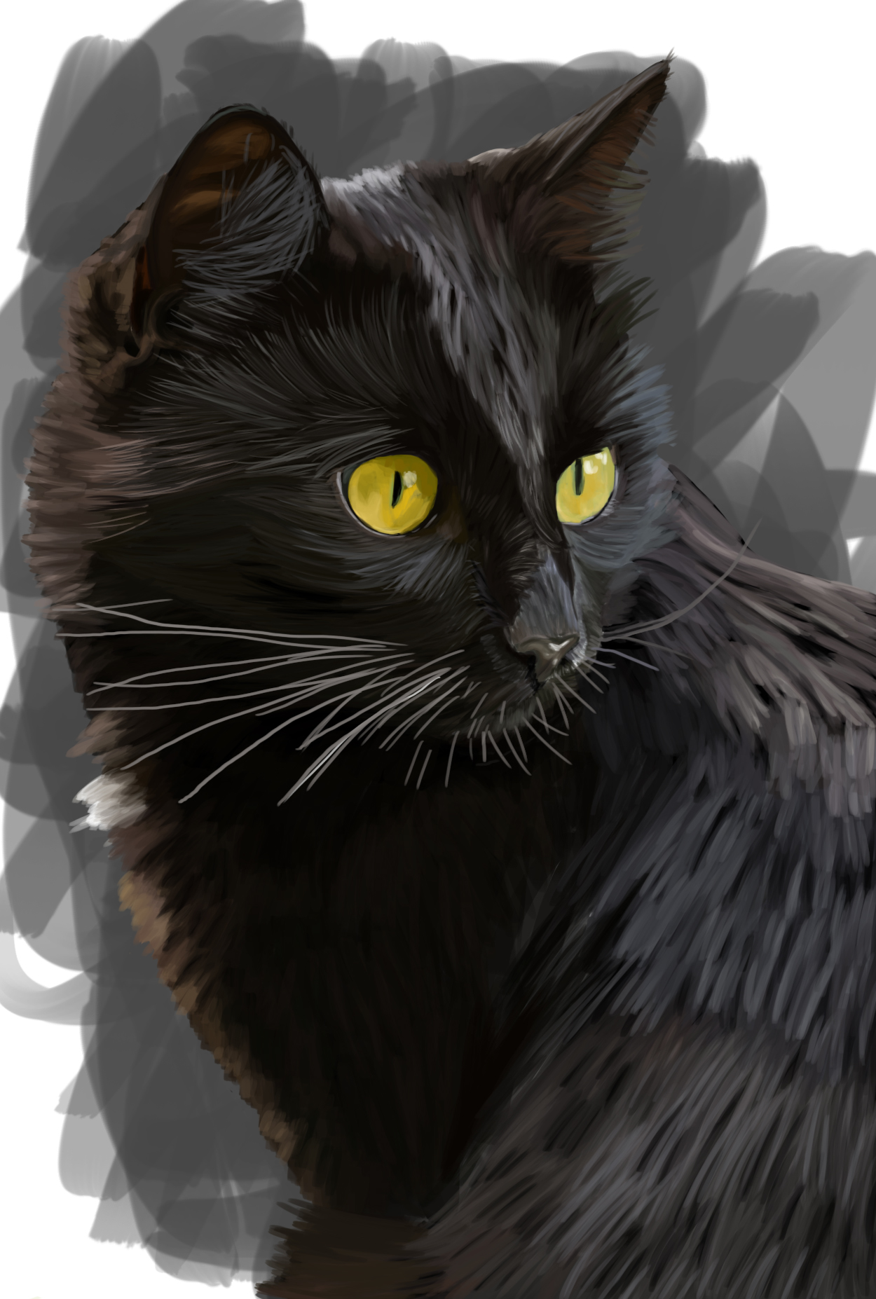 Black Bombay cat with yellow eyes, cat portrait print.