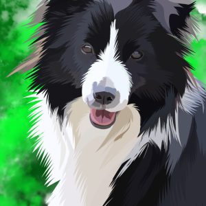 Black and white Border Collie dog portrait on a green background.