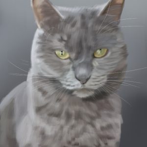 Gray British Shorthair cat with golden eyes, cat portrait print.