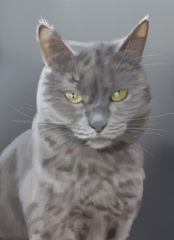Gray British Shorthair cat with golden eyes, cat portrait print.
