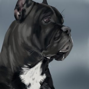 Black Cane Corso dog in profile with white chest, dog portrait print.