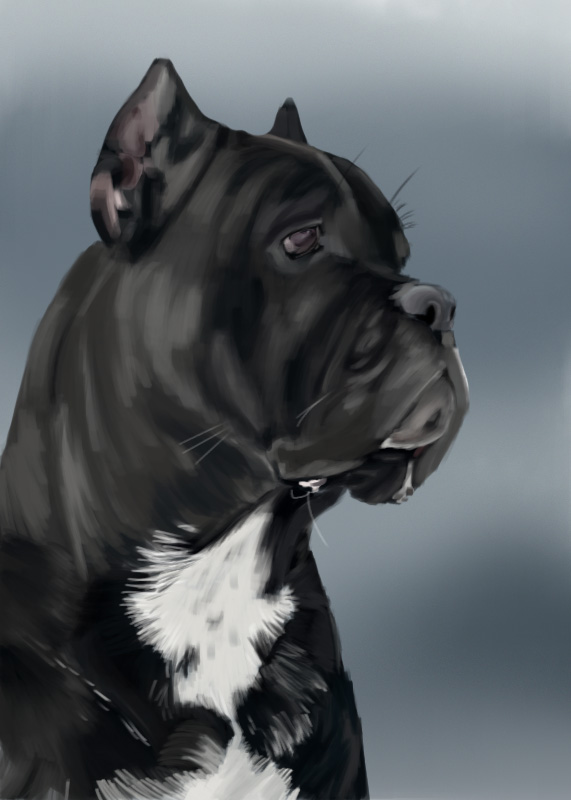 Black Cane Corso dog in profile with white chest, dog portrait print.