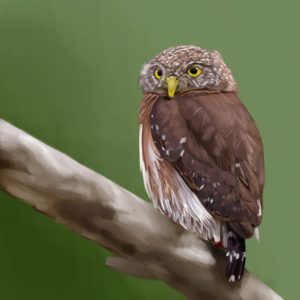 Central American pygmy owl perched on a branch.