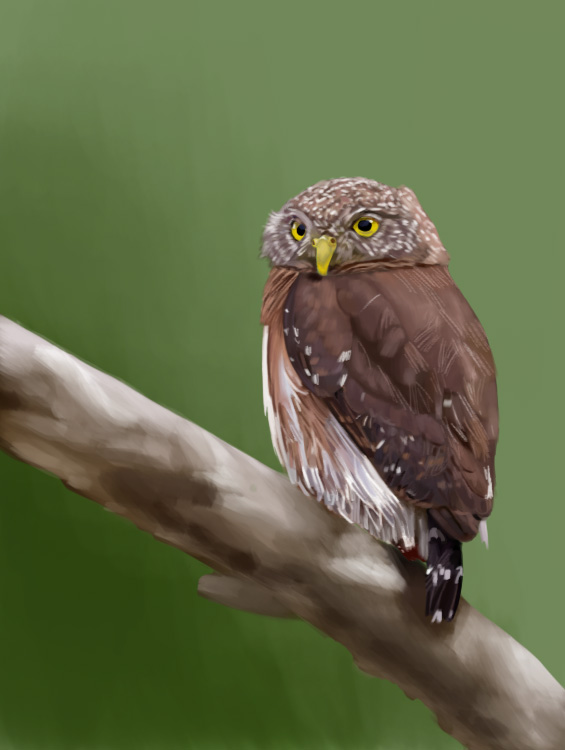 Central American pygmy owl perched on a branch.