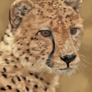 Cheetah face close-up with amber eyes.