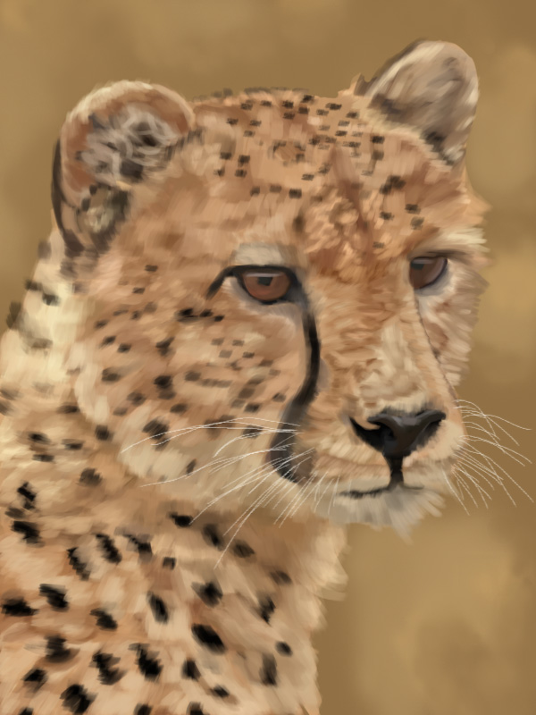 Cheetah face close-up with amber eyes.