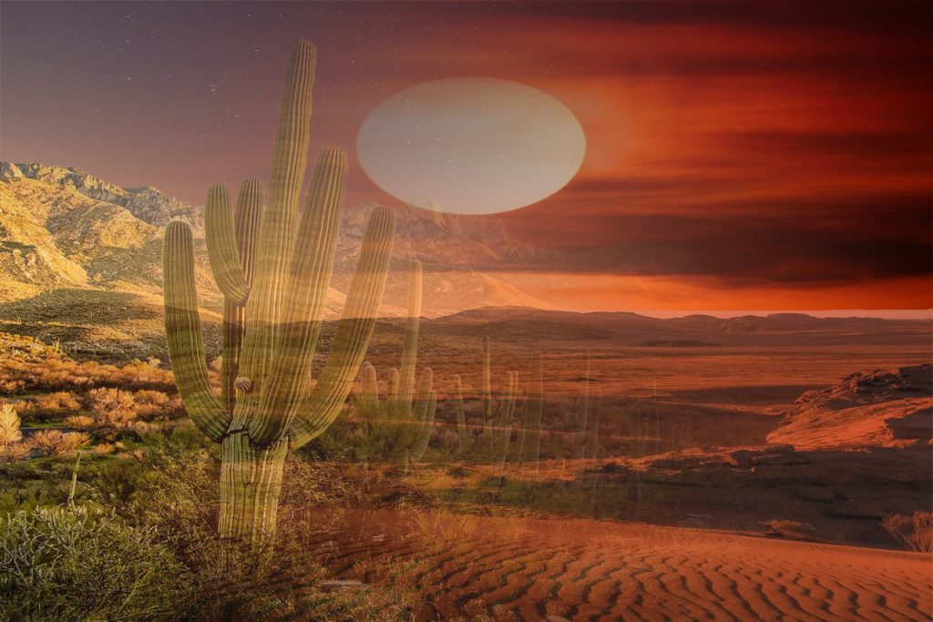 Saguaro cactus in the desert under a red sunset sky.