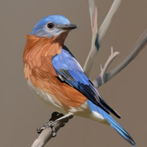 Eastern bluebird perched on a bare branch.
