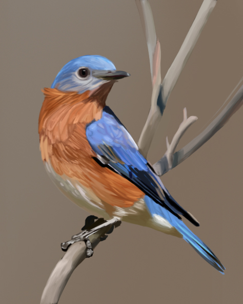 Eastern bluebird perched on a bare branch.