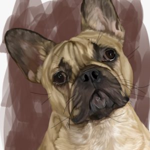 Fawn French Bulldog with head tilted, dog portrait print.