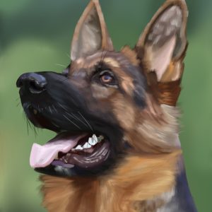 German Shepherd dog looking up with its mouth open, dog portrait print.