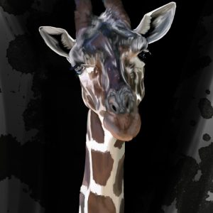 Giraffe portrait on a black and gray background.