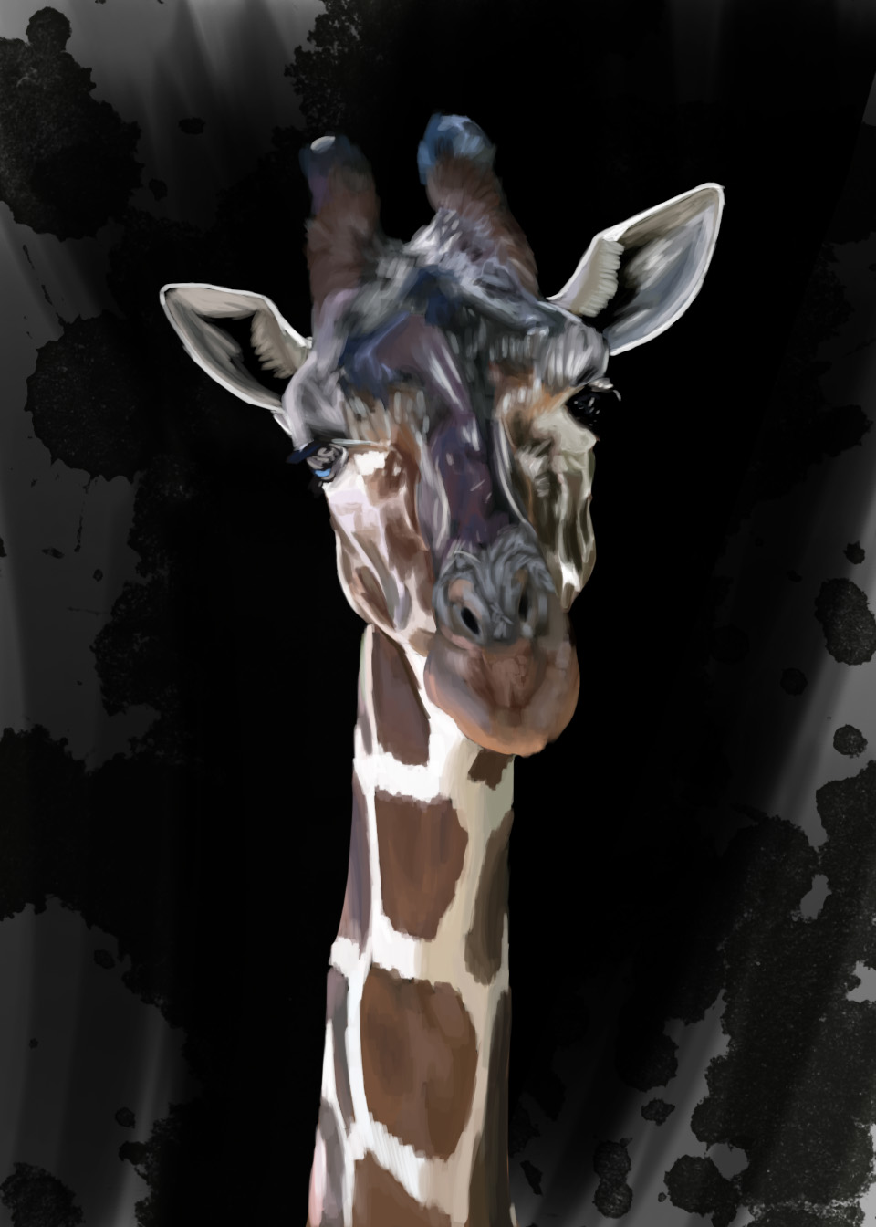 Giraffe portrait on a black and gray background.