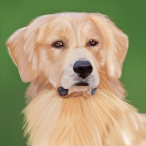 Golden Retriever dog portrait on a green background.
