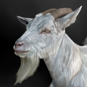 White horned goat with a long beard.