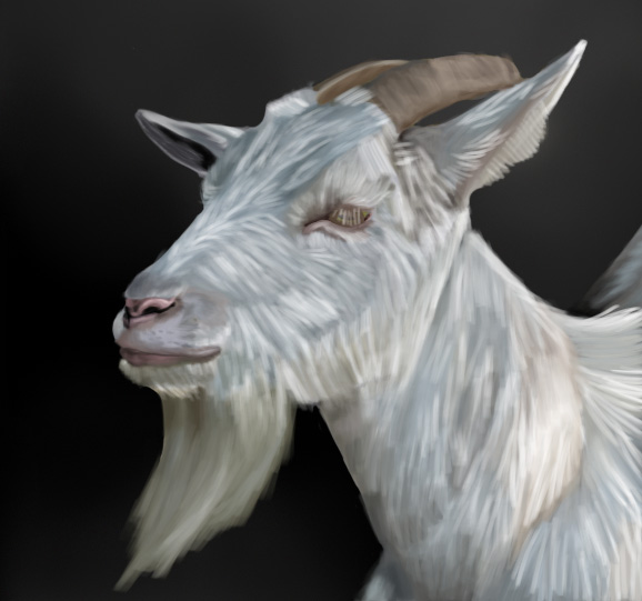 White horned goat with a long beard.
