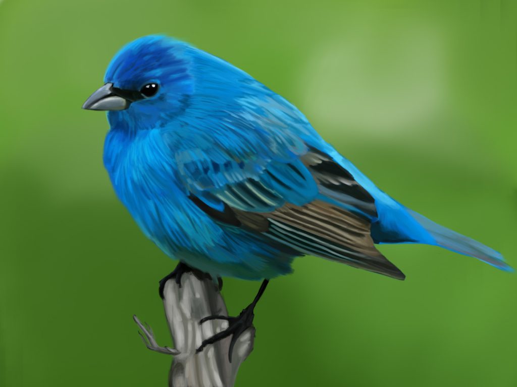 Bright blue indigo bunting perched on a branch.
