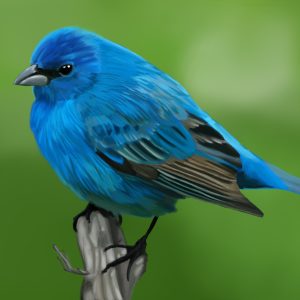 Bright blue indigo bunting perched on a branch.
