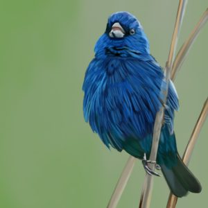Fluffed-up indigo bunting perched on reeds.