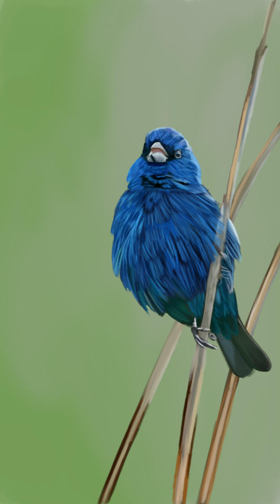 Fluffed-up indigo bunting perched on reeds.