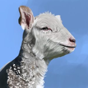 White lamb against a blue sky.