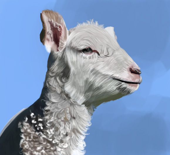 White lamb against a blue sky.
