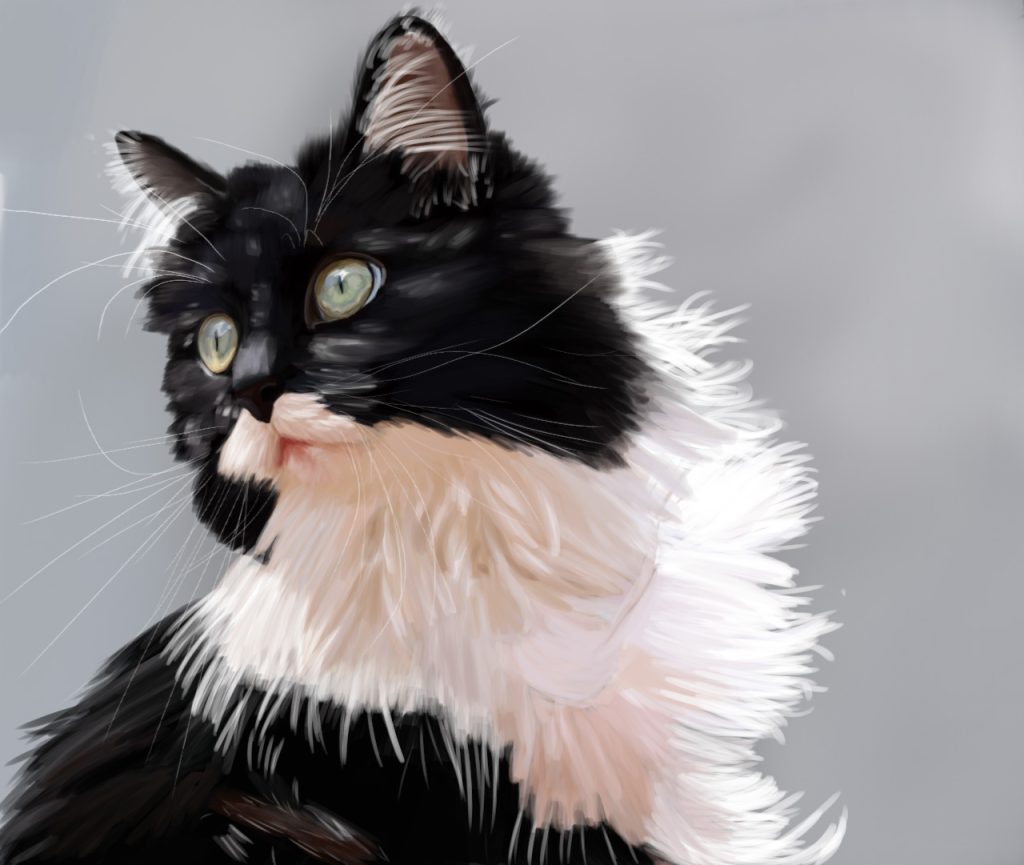 Long-haired black and white tuxedo cat with green eyes, cat portrait print.