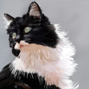 Long-haired black and white tuxedo cat with green eyes, cat portrait print.