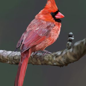 Red male northern cardinal perched on a branch.
