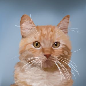 Orange tabby cat with amber eyes, cat portrait print.