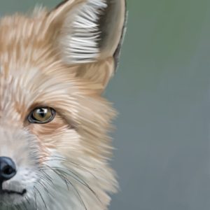 Close-up of a red fox face with a golden eye.