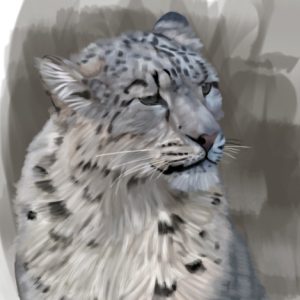 Snow leopard portrait in soft gray tones.