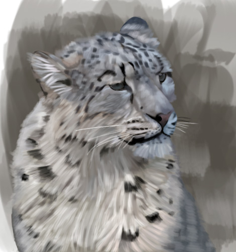 Snow leopard portrait in soft gray tones.