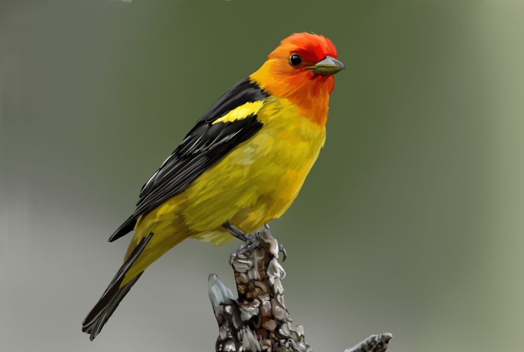 Western tanager with a red-orange head and yellow body perched on a branch.