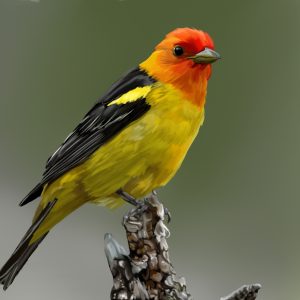 Western tanager with a red-orange head and yellow body perched on a branch.