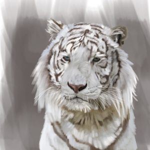 White tiger portrait with pale blue eyes.