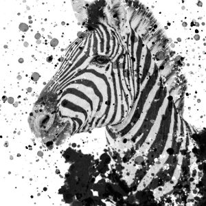 Black and white zebra portrait with ink splatter.