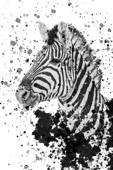 Black and white zebra portrait with ink splatter.